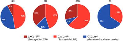 Development of a TaqMan® Allelic Discrimination qPCR Assay for Rapid Detection of Equine CXCL16 Allelic Variants Associated With the Establishment of Long-Term Equine Arteritis Virus Carrier State in Stallions